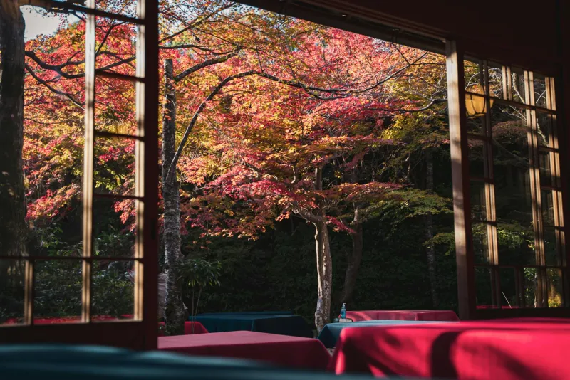 Golden Season: Five Withland Retreats That Transform Autumn Into Adventure