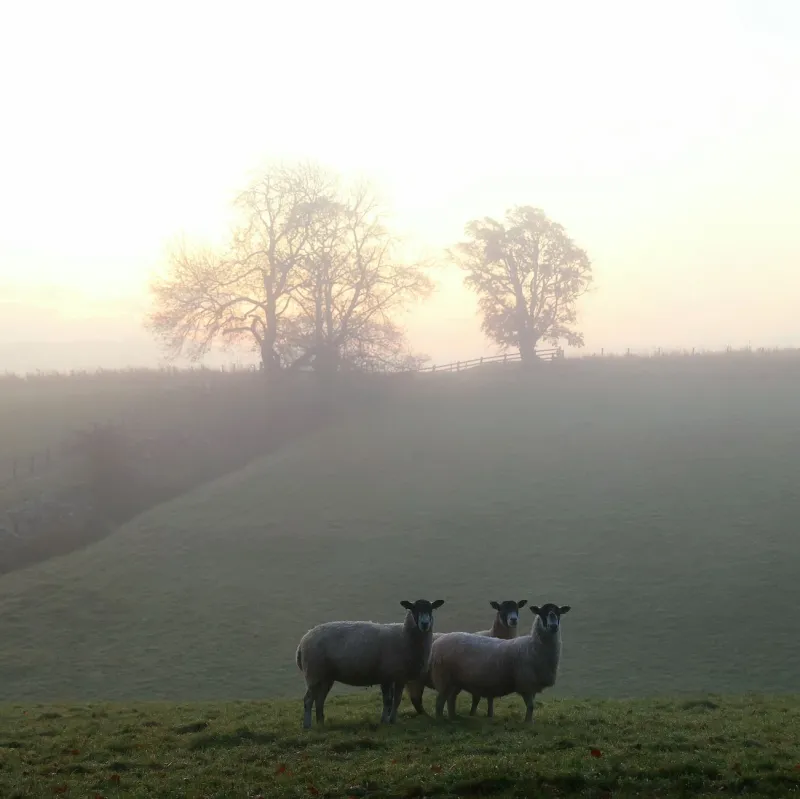 What the Hedgerow Knows: The Ancient Seasonal Wisdom Shaping Withland's Inn Life