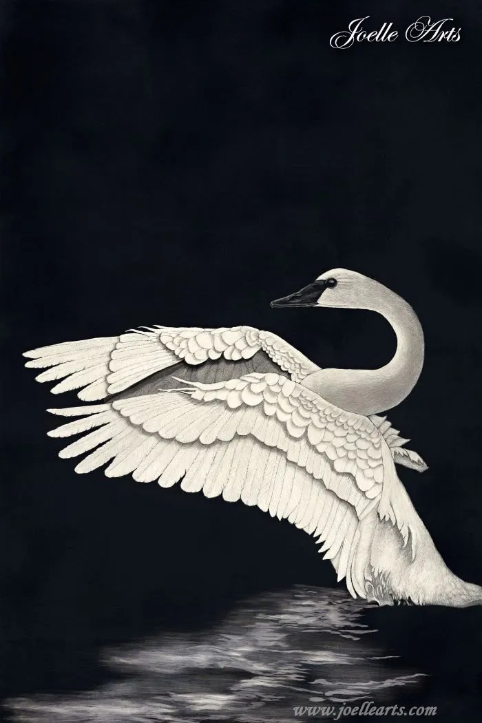 The Swan