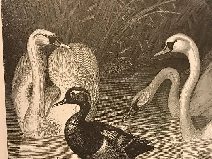 The Swan