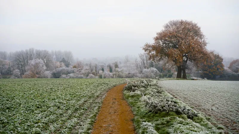 What the Blackbird Knows: How Withland's Innkeepers Read the Land Before You Even Unpack